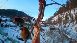 Wild birds in the garden