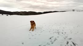 Dog playing in the snow