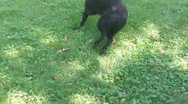 Fast dog