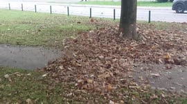 Fall!!! I Got This!!!