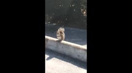 This is no ordinary squirrel