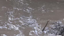 Snake falls into mud next to African buffalo