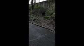 Chimpanzee has escaped.