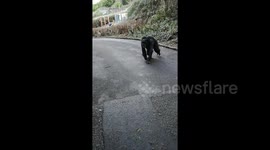 Family has close encounter when chimpanzees escape from Belfast Zoo