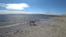With the dog on the beach