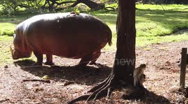 Hippo does huge explosive fart in Kenya, slow-mo using DJI Osmo Pocket