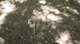 Baby Monkey at Haller Park, Mombasa, Kenya