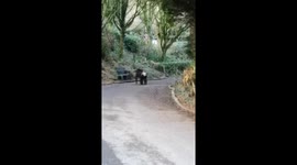 New unseen footage of escaped chimpanzees at Belfast Zoo