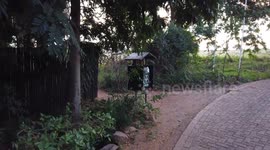 Baboon Raiding the bin at Salt Lick Safari Lodge, Kenya