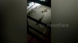 Don't go out in the streets at night! Four lions prowl Indian village and kill cow