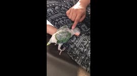Baby parrot sleeping in his human mum's lap whilst standing up