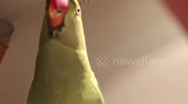 Baby parrot asks his owner to give him a kiss