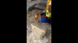 So this hen, decides to eat Palm oil