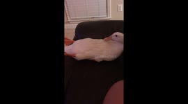 Duck Dolly watching Dolly