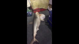 Shark hunting