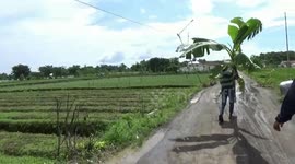 plant a banana tree in the middle of the road