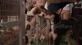 Dog lover's heaven! Pet pooches get together for festival in Bangkok