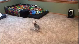 Dog barks at canvas photo of another dog