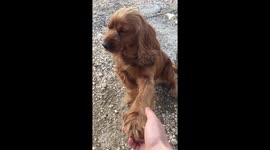 Maybe people loves animals..