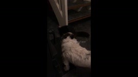 Cat and dog love