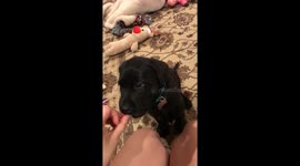 This little puppy doesn't understand how doggy treats work