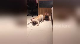 French bulldogs have hilarious movements like performing lion and dragon dance