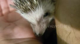 Hamlet the hedge hog bites