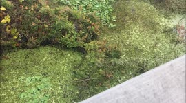 Teenage reptile enthusiast catches wild snake using only his toe