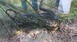Thai fisherman in shock after finding giant python in his net