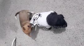 Puppy wants her favourite T-shirt back