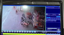 Cheeky dogs caught stealing crisps from shop