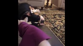 Sphynx Cat and Bulldog