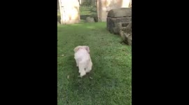 Cute small dog fetches valentine heart balloon