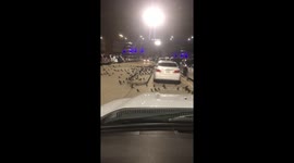 The Birds New Years Eve 2018