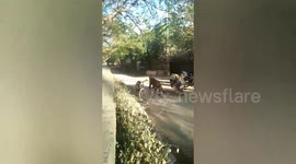 Panic grips Indian village invaded by a wild lion for the first time ever