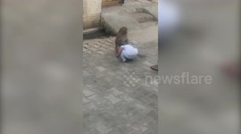 Monkey steals baby and forces him to play as panic-stricken parents look on