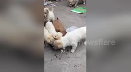 Caring stray puppy brings back some food to its mum