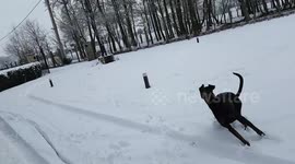 Telling my dog to catch snow balls