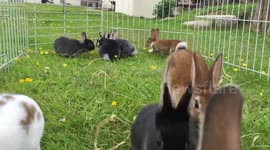 Just loads of bunnies playing together.