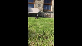 Extremely cute French bulldog puppy running and tripping up towards the camera.