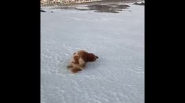 Ebba the dog loves to slip and slide along the ice