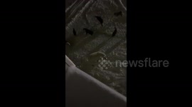 Resident films pack of dogs chasing away polar bears in remote Russian neighbourhood