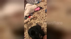 Newsflare Edit - This little puppy doesn't understand how doggy treats work