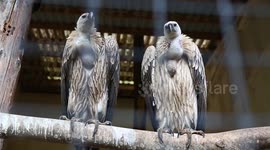 Bird centre hatches £100k worth of rare eggs brought to UK by jailed SAS-trained wildlife hunter dubbed ‘Pablo Escobar of the egg trade’