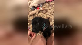 This little puppy doesn't understand how doggy treats work