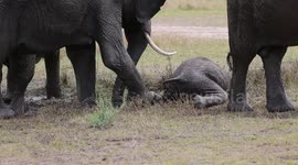 Baby elephant having a bath
