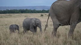 Elephants walking in size order
