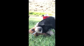 Playful piglet chases after Basset puppy for a cuddle