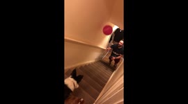 This border collie lets nothing past her! Dog is natural born goalkeeper