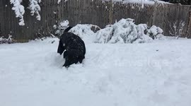 Labrador snow ploughs in slow motion